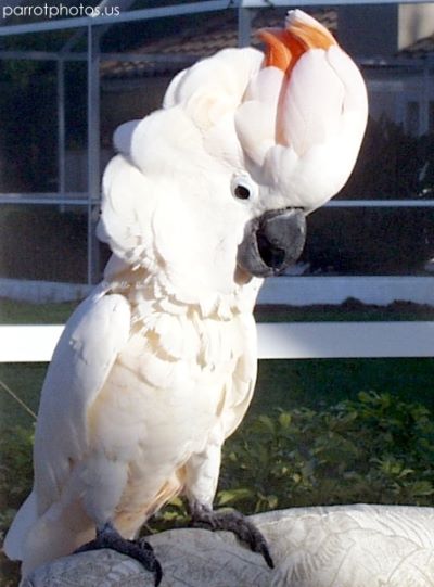 Moluccan Cockatoo Dutch Picture