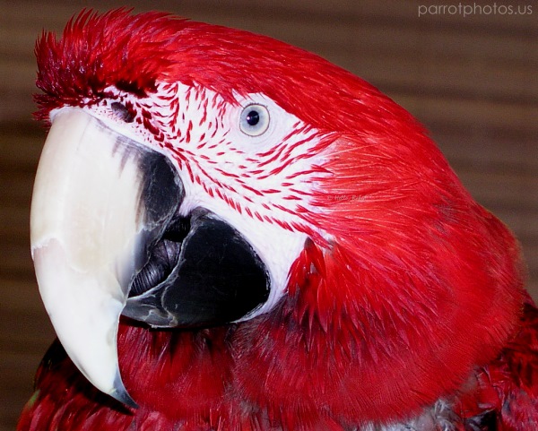 Sammy Greenwing Macaw