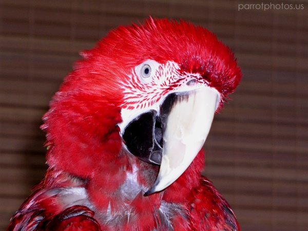 Sammy Greenwing Macaw